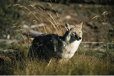 14年经典《泰拉瑞亚》最终更新接近完成！特大规模